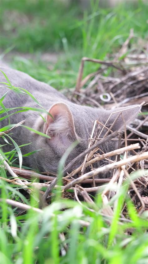 Aardvark Stock Video Footage for Free Download