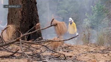 Study shows California forests vulnerable to massive fires – NBC Bay Area