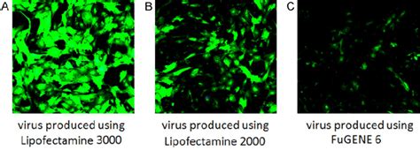 Comparison Of Viral Transduction Efficiency In Huvecs Using Lentivirus