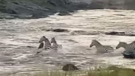 Watch: Crocodile Attempts To Hunt Down Zebras In River But ... - News18