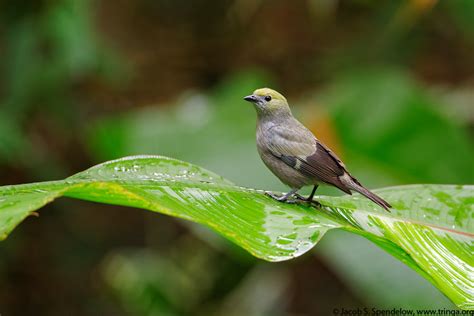 Palm Tanager 3