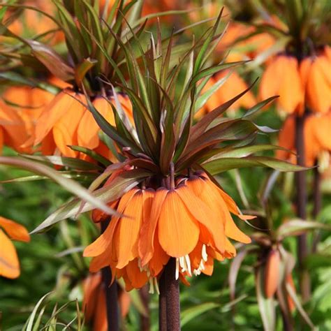 Fritillaria Szachownica Cesarska Sunset Szt Inna Marka Sklep