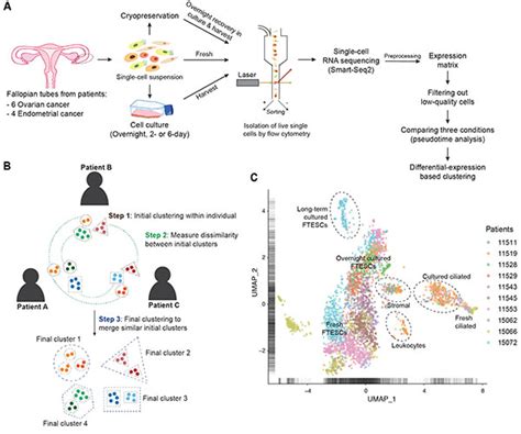 Single Cell Rna Seq Brings Scientists Closer To Finding The Cell Of Origin For Ovarian Cancer