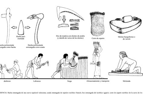 Extra As Herramientas Del Neol Tico Para La Agricultura Qu
