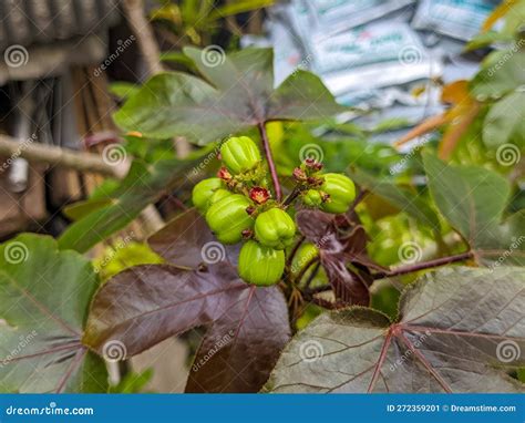 A Close Up Of Jatropha Gossypiifolia Fruit Stock Image Image Of