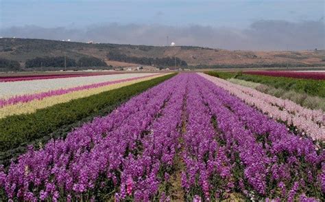 Flower Fields - Lompoc California