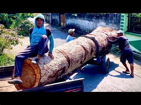 Luar Biasa Cara Kerja Tukang Kayu Menggergaji Kayu Raksasa Menjadi