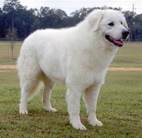 Kuvasz All Big Dog Breeds