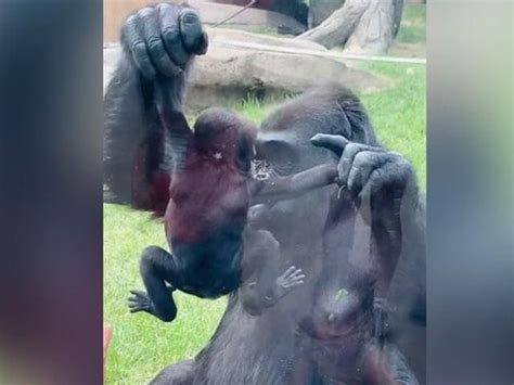 Baby Gorilla Born by Rare C-Section at UK Zoo