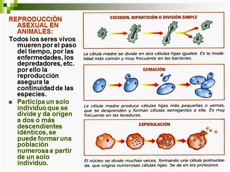 Biología Didáctica Nsc 2° Reproducción En Seres Vivos