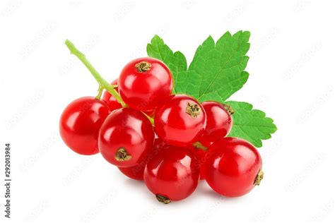 Red currant berries with leaf isolated on white background Stock Photo | Adobe Stock