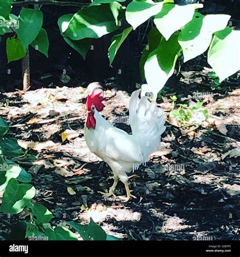 Free roaming rooster Stock Photo - Alamy