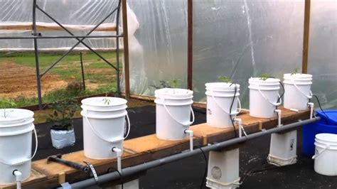 Dutch Bucket Greenhouse Hydroponics Update YouTube