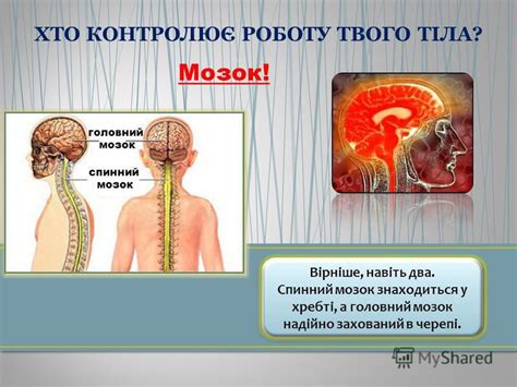 Презентация на тему: "Мозок! Вірніше, навіть два. Спинний мозок ...