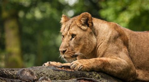 Knowsley Safari Park | Discover Animals