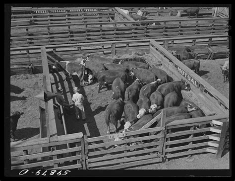 Cattle Pens Union Stockyards Auction Free Photo Rawpixel