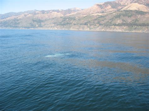 Ocean Sunfish Mola Mola Better Know A Fish