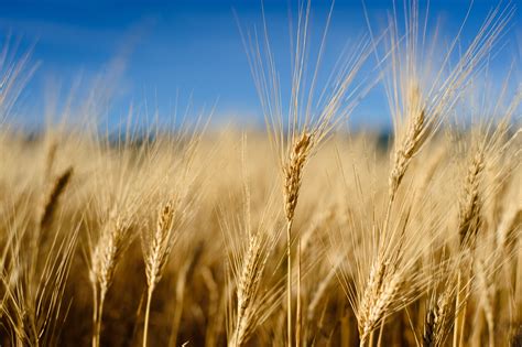 Lovely Wheat field | Flickr - Photo Sharing!