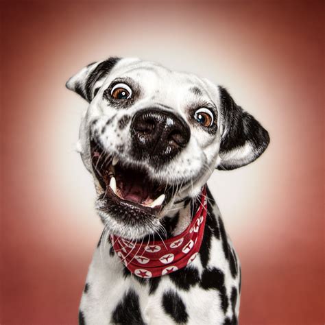 Funny (Dog) Faces – Erblicken.com