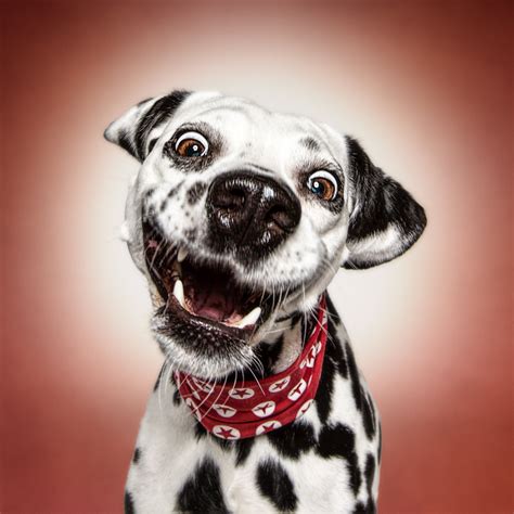 Funny (Dog) Faces – Erblicken.com