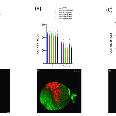 Effect Of Cyromazine On The Germ Cells Of Larval Ovaries A Rnai Of