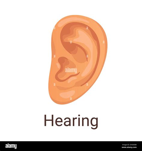 Vector Illustration One Of Five Senses Hearing Stock Vector Image And Art Alamy