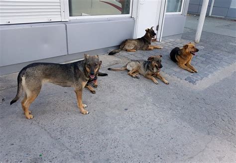 Flock of Wild Dogs in the City. Aggression of Animals. Stock Image - Image of flock, aggression ...