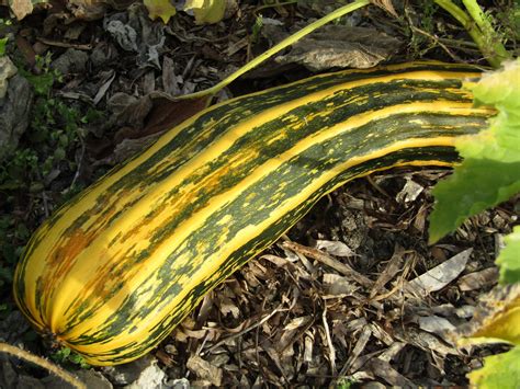 Courgette Long Green Bush Marrow Members Only Preservation Packet Kōanga