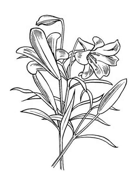 Раскраска Лилия 🖍. Раскрашиваем любимыми цветами бесплатно и с улыбкой 👍