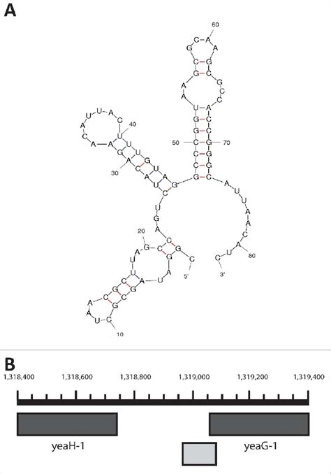 Srna1318601 A The Mfold Predicted Secondary Structure Of