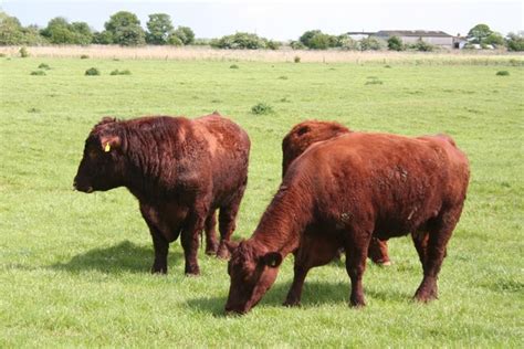 Lincoln Red Cattle Oklahoma State University