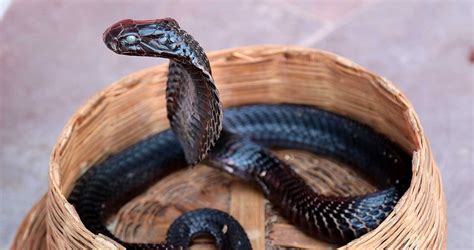 Rope Snake A Short Story By B Jeyamohan At