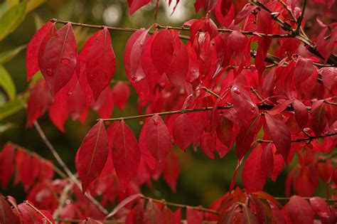 Leaves Red Fall - Free photo on Pixabay - Pixabay