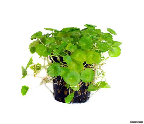 Hydrocotyle verticillata - Amerikanischer Wassernabel - Flowgrow ...