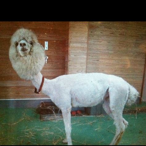 75 Best Llamas And Alpacas That Will Make You Smile Images On Pinterest