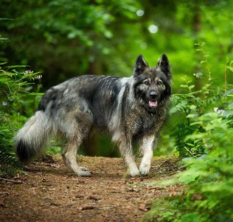 The American Alsatian: The Ultimate Guide To The Breed - Animalso