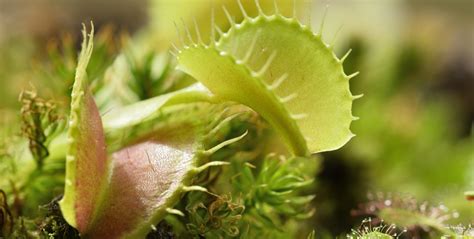 Endangered Species of Plants: Why Their Protection Matters | GVI