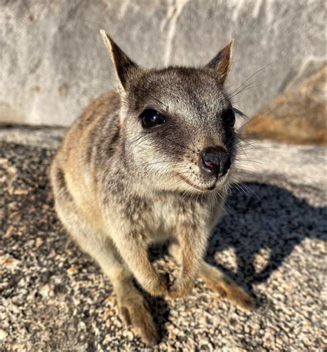 A baby endangered species of rock-wallaby spotted while hiking in ...