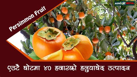 जापनीज हलुवाबेद देखि अन्य फलफूलको जानकारी Persimmon Fruit Farming In Nepal Agro Tv Nepal