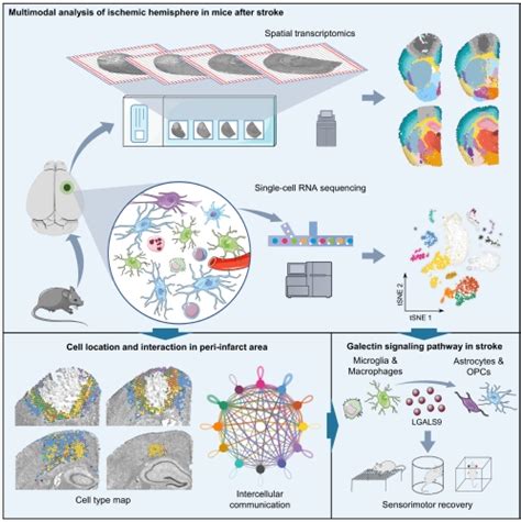 东南大学姚红红教授团队在《science Translational Medicine》发表最新研究成果