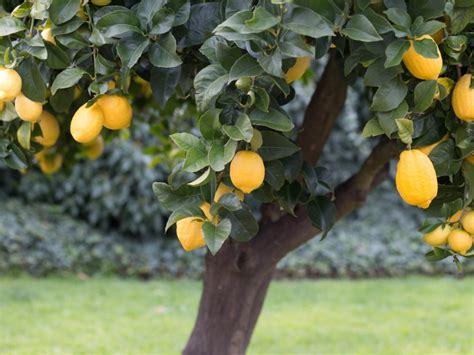 Dicas Simples Para Cultivar Um Limoeiro Em Um Vaso Delicias E Truques