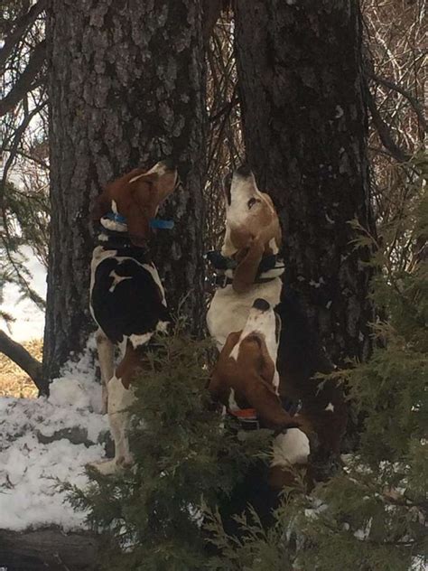 Wyoming Mountain Lion Hunting Best Of The West Outfitters