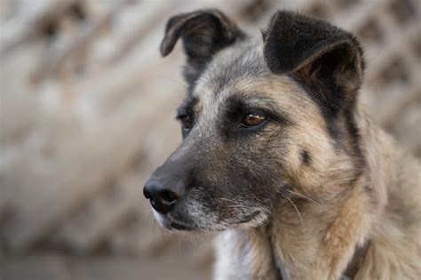 Un perro guardián solitario y triste en una cadena cerca de una casa de