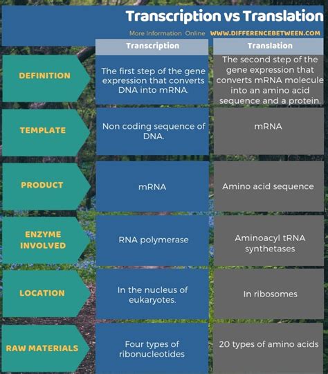 Difference Between Transcription And Translation Compare The