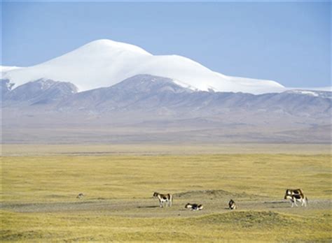 可可西里申遗成功 打开青海旅游新窗口 玉树州新闻网 青海新闻网