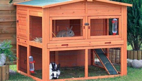 Caring For A French Lop Rabbit