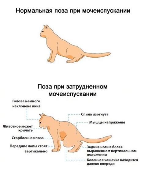 Заболевания Котов Фото — Картинки