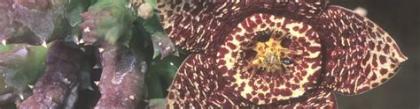 The Fascinating World Of Stapeliads A Guide To Growing And Caring For