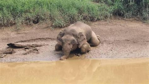 Pygmy Elephant Baby