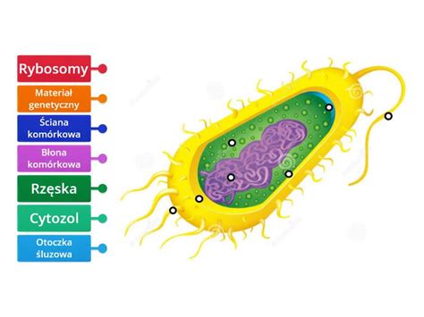 Budowa komórki bakteryjnej Rysunek z opisami